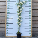Ruža banksova (Rosa banksiae) ´ALBA PLENA´ – výška 130-170 cm, kont. C3L
